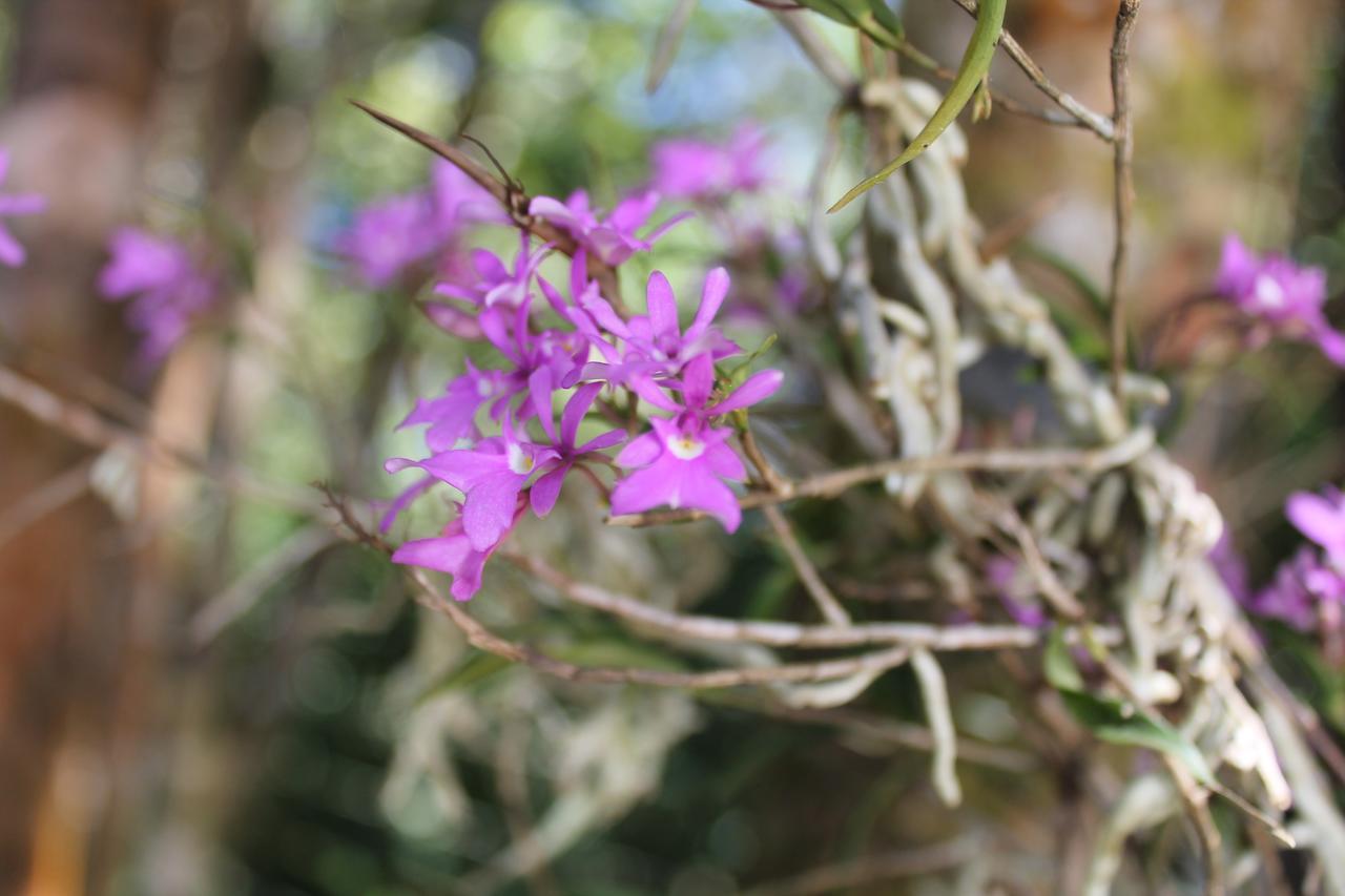 الجبل الأخضر Greemount Hotel المظهر الخارجي الصورة